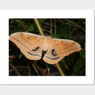Moth Insect Bug Close Up Nature Photography Wildlife Posters and Art